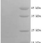 SDS-PAGE separation of QP8647 followed by commassie total protein stain results in a primary band consistent with reported data for C-C motif chemokine 9. These data demonstrate Greater than 90% as determined by SDS-PAGE.