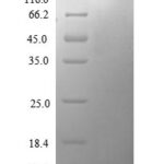 SDS-PAGE separation of QP8648 followed by commassie total protein stain results in a primary band consistent with reported data for CCL12 / MCP-5. These data demonstrate Greater than 90% as determined by SDS-PAGE.