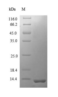 SDS-PAGE separation of QP8648 followed by commassie total protein stain results in a primary band consistent with reported data for CCL12 / MCP-5. These data demonstrate Greater than 90% as determined by SDS-PAGE.