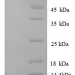 SDS-PAGE separation of QP8650 followed by commassie total protein stain results in a primary band consistent with reported data for CXCL1 / MGSA / NAP-3. These data demonstrate Greater than 90% as determined by SDS-PAGE.