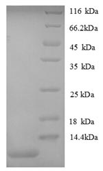 SDS-PAGE separation of QP8650 followed by commassie total protein stain results in a primary band consistent with reported data for CXCL1 / MGSA / NAP-3. These data demonstrate Greater than 90% as determined by SDS-PAGE.