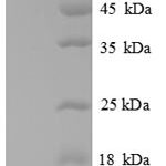 SDS-PAGE separation of QP8651 followed by commassie total protein stain results in a primary band consistent with reported data for CXCL2 / MIP-2. These data demonstrate Greater than 90% as determined by SDS-PAGE.