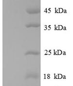 SDS-PAGE separation of QP8651 followed by commassie total protein stain results in a primary band consistent with reported data for CXCL2 / MIP-2. These data demonstrate Greater than 90% as determined by SDS-PAGE.