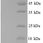 SDS-PAGE separation of QP8652 followed by commassie total protein stain results in a primary band consistent with reported data for CXCL3 / GRO gamma. These data demonstrate Greater than 90% as determined by SDS-PAGE.