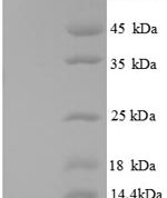 SDS-PAGE separation of QP8652 followed by commassie total protein stain results in a primary band consistent with reported data for CXCL3 / GRO gamma. These data demonstrate Greater than 90% as determined by SDS-PAGE.