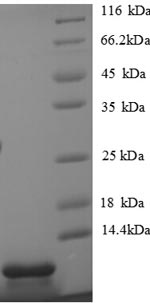 SDS-PAGE separation of QP8653 followed by commassie total protein stain results in a primary band consistent with reported data for CXCL5 / ENA-78. These data demonstrate Greater than 90% as determined by SDS-PAGE.
