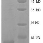 SDS-PAGE separation of QP8654 followed by commassie total protein stain results in a primary band consistent with reported data for CXCL9 / MIG / C-X-C motif chemokine 9. These data demonstrate Greater than 90% as determined by SDS-PAGE.