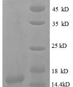 SDS-PAGE separation of QP8654 followed by commassie total protein stain results in a primary band consistent with reported data for CXCL9 / MIG / C-X-C motif chemokine 9. These data demonstrate Greater than 90% as determined by SDS-PAGE.