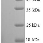 SDS-PAGE separation of QP8656 followed by commassie total protein stain results in a primary band consistent with reported data for I-TAC / CXCL11. These data demonstrate Greater than 90% as determined by SDS-PAGE.