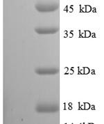 SDS-PAGE separation of QP8656 followed by commassie total protein stain results in a primary band consistent with reported data for I-TAC / CXCL11. These data demonstrate Greater than 90% as determined by SDS-PAGE.