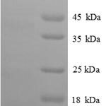 SDS-PAGE separation of QP8658 followed by commassie total protein stain results in a primary band consistent with reported data for CXCL14 / BRAK. These data demonstrate Greater than 90% as determined by SDS-PAGE.