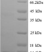 SDS-PAGE separation of QP8658 followed by commassie total protein stain results in a primary band consistent with reported data for CXCL14 / BRAK. These data demonstrate Greater than 90% as determined by SDS-PAGE.