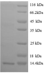 SDS-PAGE separation of QP8658 followed by commassie total protein stain results in a primary band consistent with reported data for CXCL14 / BRAK. These data demonstrate Greater than 90% as determined by SDS-PAGE.