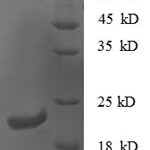 SDS-PAGE separation of QP8659 followed by commassie total protein stain results in a primary band consistent with reported data for CXCL16 / SR-PSOX. These data demonstrate Greater than 90% as determined by SDS-PAGE.