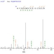 SEQUEST analysis of LC MS/MS spectra obtained from a run with QP8660 identified a match between this protein and the spectra of a peptide sequence that matches a region of BMP-2.
