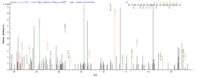 Additional SEQUEST analysis of the LC MS/MS spectra from QP8660 identified an additional between this protein and the spectra of another peptide sequence that matches a region of BMP-2 confirming successful recombinant synthesis.