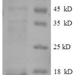 SDS-PAGE separation of QP8661 followed by commassie total protein stain results in a primary band consistent with reported data for CTGF. These data demonstrate Greater than 90% as determined by SDS-PAGE.