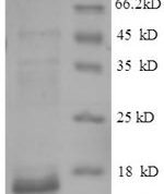 SDS-PAGE separation of QP8661 followed by commassie total protein stain results in a primary band consistent with reported data for CTGF. These data demonstrate Greater than 90% as determined by SDS-PAGE.