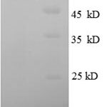 SDS-PAGE separation of QP8664 followed by commassie total protein stain results in a primary band consistent with reported data for Osteonectin / SPARC. These data demonstrate Greater than 90% as determined by SDS-PAGE.