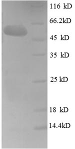 SDS-PAGE separation of QP8665 followed by commassie total protein stain results in a primary band consistent with reported data for Fibroblast growth factor 5. These data demonstrate Greater than 90% as determined by SDS-PAGE.