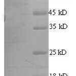 SDS-PAGE separation of QP8666 followed by commassie total protein stain results in a primary band consistent with reported data for ATP-dependent DNA helicase Rep. These data demonstrate Greater than 90% as determined by SDS-PAGE.