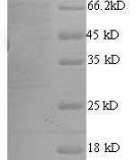 SDS-PAGE separation of QP8666 followed by commassie total protein stain results in a primary band consistent with reported data for ATP-dependent DNA helicase Rep. These data demonstrate Greater than 90% as determined by SDS-PAGE.