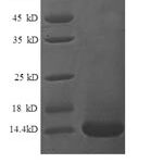 SDS-PAGE separation of QP8667 followed by commassie total protein stain results in a primary band consistent with reported data for XCL1. These data demonstrate Greater than 90% as determined by SDS-PAGE.