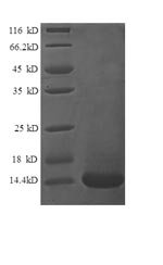 SDS-PAGE separation of QP8667 followed by commassie total protein stain results in a primary band consistent with reported data for XCL1. These data demonstrate Greater than 90% as determined by SDS-PAGE.