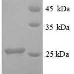 SDS-PAGE separation of QP8668 followed by commassie total protein stain results in a primary band consistent with reported data for Ubiquitin-conjugating enzyme E2 K. These data demonstrate Greater than 90% as determined by SDS-PAGE.