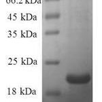 SDS-PAGE separation of QP8671 followed by commassie total protein stain results in a primary band consistent with reported data for Galectin-7 / LGALS7. These data demonstrate Greater than 90% as determined by SDS-PAGE.