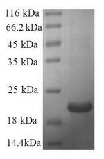 SDS-PAGE separation of QP8671 followed by commassie total protein stain results in a primary band consistent with reported data for Galectin-7 / LGALS7. These data demonstrate Greater than 90% as determined by SDS-PAGE.