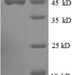 SDS-PAGE separation of QP8673 followed by commassie total protein stain results in a primary band consistent with reported data for Ubiquitin-like protein ISG15. These data demonstrate Greater than 90% as determined by SDS-PAGE.