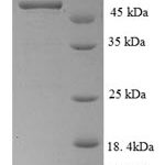 SDS-PAGE separation of QP8675 followed by commassie total protein stain results in a primary band consistent with reported data for HER2 / ErbB2. These data demonstrate Greater than 90% as determined by SDS-PAGE.