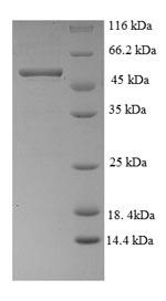 SDS-PAGE separation of QP8675 followed by commassie total protein stain results in a primary band consistent with reported data for HER2 / ErbB2. These data demonstrate Greater than 90% as determined by SDS-PAGE.
