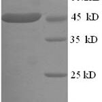 SDS-PAGE separation of QP8676 followed by commassie total protein stain results in a primary band consistent with reported data for CKMT1A. These data demonstrate Greater than 90% as determined by SDS-PAGE.