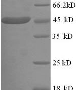 SDS-PAGE separation of QP8676 followed by commassie total protein stain results in a primary band consistent with reported data for CKMT1A. These data demonstrate Greater than 90% as determined by SDS-PAGE.