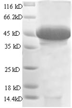 SDS-PAGE separation of QP8677 followed by commassie total protein stain results in a primary band consistent with reported data for STC-1 / Stanniocalcin-1. These data demonstrate Greater than 80% as determined by SDS-PAGE.