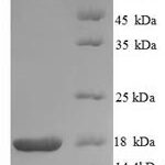 SDS-PAGE separation of QP8678 followed by commassie total protein stain results in a primary band consistent with reported data for NTF4. These data demonstrate Greater than 90% as determined by SDS-PAGE.