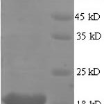 SDS-PAGE separation of QP8680 followed by commassie total protein stain results in a primary band consistent with reported data for Myosin regulatory lc 2