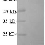 SDS-PAGE separation of QP8682 followed by commassie total protein stain results in a primary band consistent with reported data for ANGPTL4. These data demonstrate Greater than 90% as determined by SDS-PAGE.