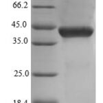 SDS-PAGE separation of QP8683 followed by commassie total protein stain results in a primary band consistent with reported data for Decorin / DCN / SLRR1B. These data demonstrate Greater than 90% as determined by SDS-PAGE.