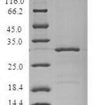 SDS-PAGE separation of QP8684 followed by commassie total protein stain results in a primary band consistent with reported data for Natriuretic peptides B. These data demonstrate Greater than 90% as determined by SDS-PAGE.