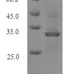 SDS-PAGE separation of QP8685 followed by commassie total protein stain results in a primary band consistent with reported data for Natriuretic peptides B. These data demonstrate Greater than 90% as determined by SDS-PAGE.