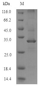 SDS-PAGE separation of QP8685 followed by commassie total protein stain results in a primary band consistent with reported data for Natriuretic peptides B. These data demonstrate Greater than 90% as determined by SDS-PAGE.