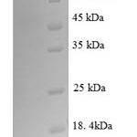 SDS-PAGE separation of QP8688 followed by commassie total protein stain results in a primary band consistent with reported data for Nuclear factor NF-kappa-B p105 subunit. These data demonstrate Greater than 90% as determined by SDS-PAGE.