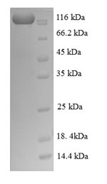 SDS-PAGE separation of QP8688 followed by commassie total protein stain results in a primary band consistent with reported data for Nuclear factor NF-kappa-B p105 subunit. These data demonstrate Greater than 90% as determined by SDS-PAGE.