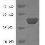 SDS-PAGE separation of QP8690 followed by commassie total protein stain results in a primary band consistent with reported data for CD24 / Ly-52 / CD24A. These data demonstrate Greater than 90% as determined by SDS-PAGE.