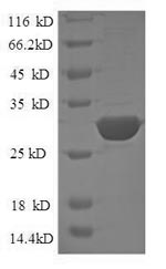 SDS-PAGE separation of QP8690 followed by commassie total protein stain results in a primary band consistent with reported data for CD24 / Ly-52 / CD24A. These data demonstrate Greater than 90% as determined by SDS-PAGE.