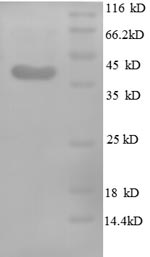 SDS-PAGE separation of QP8694 followed by commassie total protein stain results in a primary band consistent with reported data for Midkine / MDK Protein. These data demonstrate Greater than 90% as determined by SDS-PAGE.