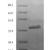 SDS-PAGE separation of QP8695 followed by commassie total protein stain results in a primary band consistent with reported data for Complement C3. These data demonstrate Greater than 90% as determined by SDS-PAGE.